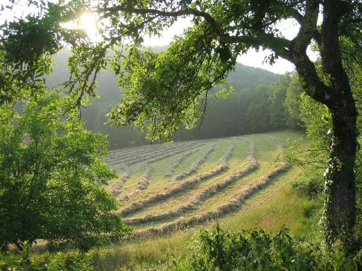 Domaine De Cantegrel - Gites De Charme Et Suite Troglodyte En Perigord Vitrac  Exteriör bild